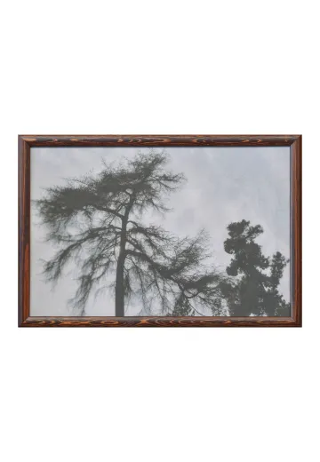 Wooden Framed Cleared Black & White Tree Tops Photograph