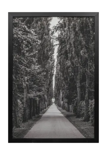 Cleared Black & White Trees Photograph