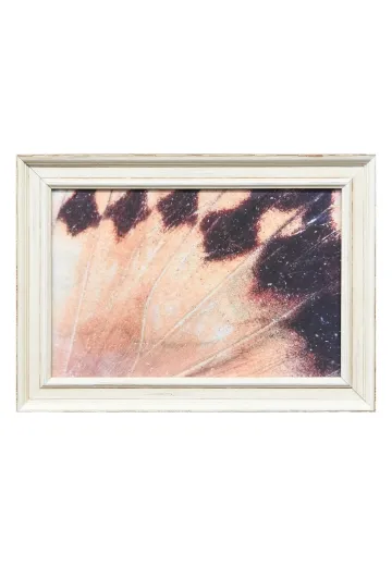 Framed Cleared Butterfly Wings Macro Photography - 3