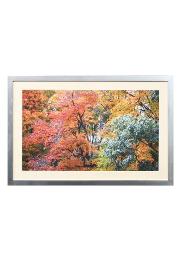 Nickel Framed Cleared "Fall Leaves" Photograph