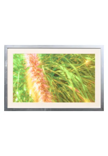Framed Cleared "Purple Grass" Photograph
