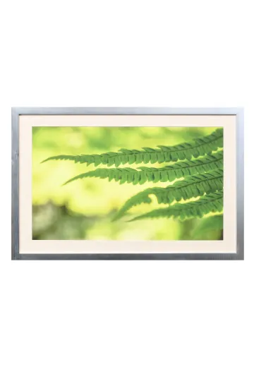 Framed Cleared "Framed Fern Leaves" Photograph