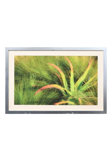Framed Cleared "Aloe In The Dunes" Photograph