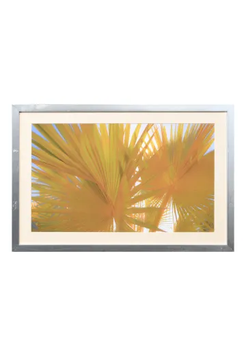 Framed Cleared Palms In The Sun Print