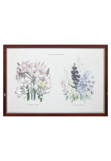 Framed Cleared Botanical Illustration