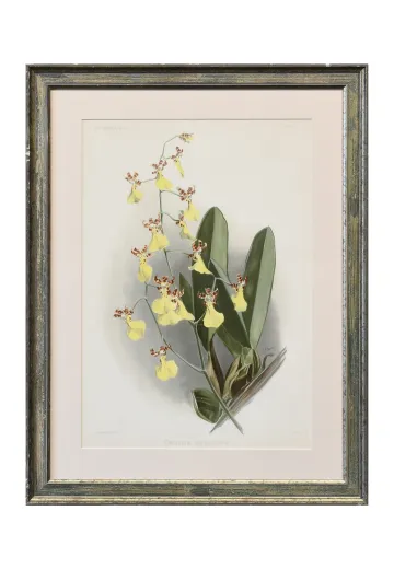 Framed Cleared Floral Lithograph - 1