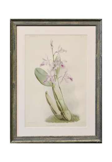 Framed Cleared Floral Lithograph - 2