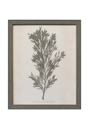 Framed Cleared Botanical Engraving
