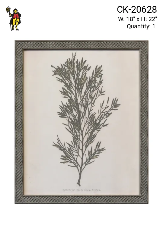 Framed Cleared Botanical Engraving