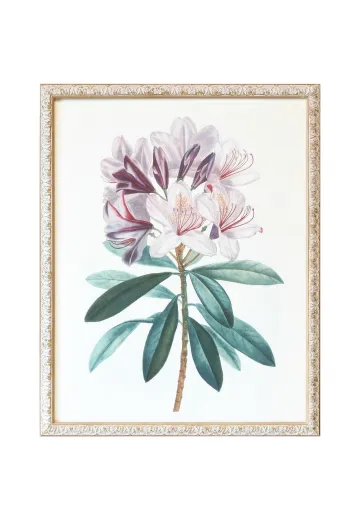 Framed Cleared Botanical Illustration