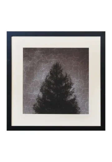 Framed Cleared Minimalist Tree Silhouette Photograph - 2