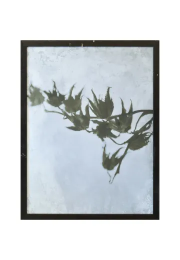 Framed Cleared Minimalist Cyanotype Photograph