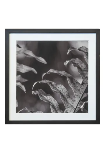 Black Framed Cleared Botanical Photograph