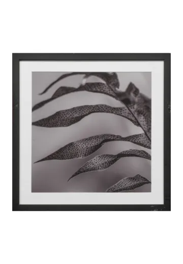 Black Framed Cleared Leaf Texture Photograph