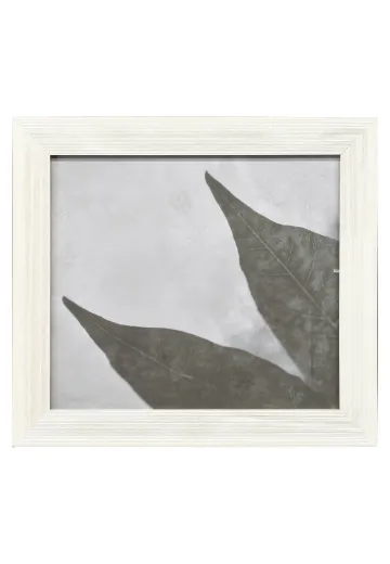Framed Cleared Minimalist Leaves Macro Photograph