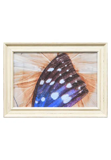Framed Cleared Butterfly Wings Macro Photography - 2