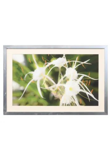 Nickel Framed Cleared "Trumet Flower" Photograph