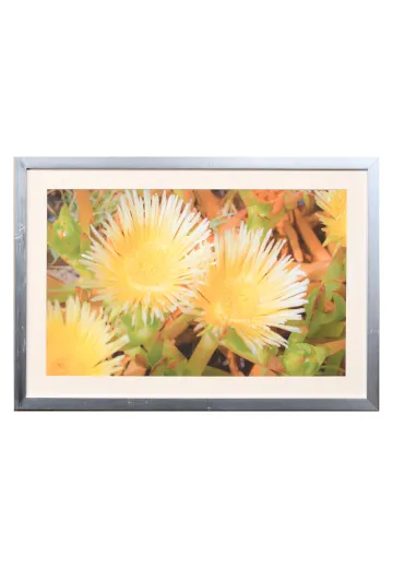 Framed Cleared "Suculent Flowers In The Dunes" Photograph