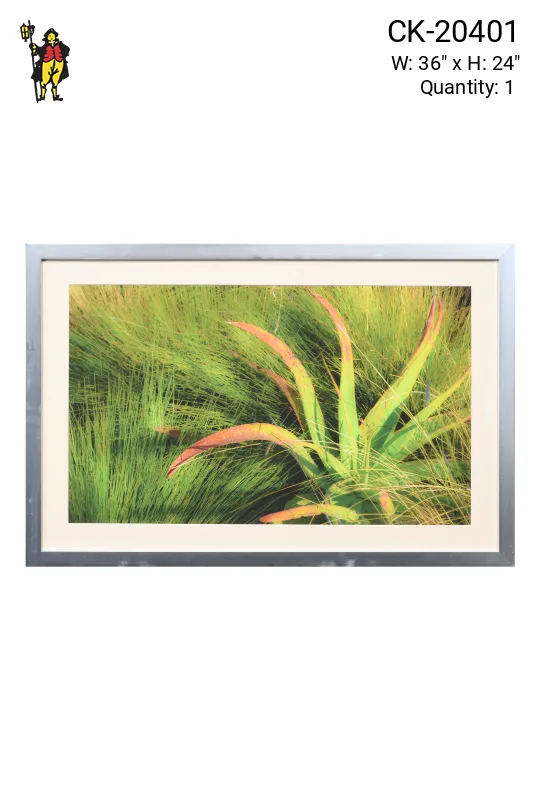 Framed Cleared "Aloe In The Dunes" Photograph