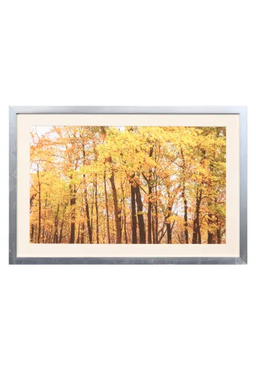 Framed Cleared Fall Leaves Print