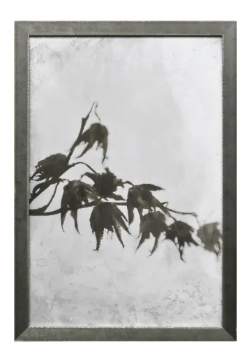 Framed Cleared Tintype Style Botanical Photograph - 3