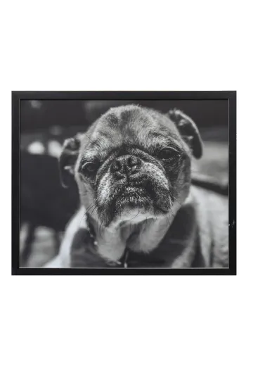 Framed Cleared Dog's Portrait Photo