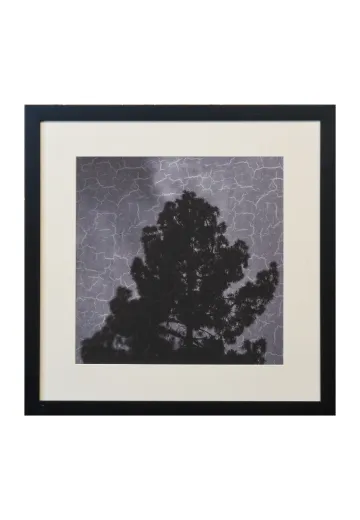 Framed Cleared Minimalist Tree Silhouette Photograph - 1