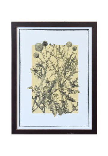 Framed Cleared Botanical Illustration