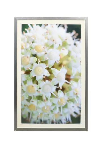 Framed Cleared Macro Floral Photograph