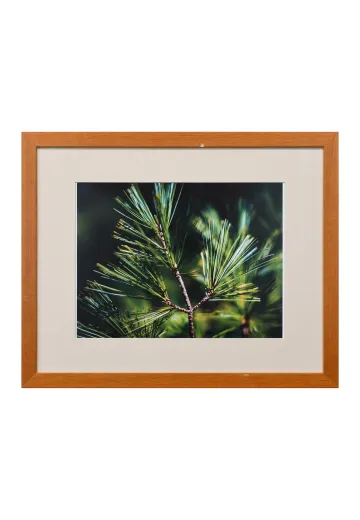 Framed Cleared Tree Branch Macro Photograph